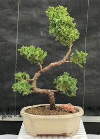 Juniper Bonsai Tree - Trained <br><i>(juniper procumbens nana)</i>