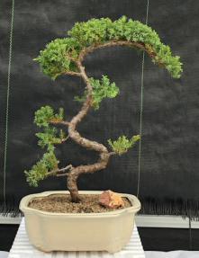 Juniper Bonsai Tree - Trained <br><i>(juniper procumbens nana)</i>