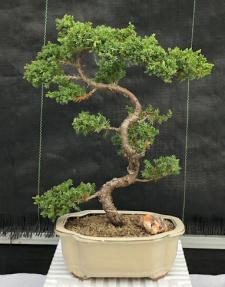 Juniper Bonsai Tree - Trained <br><i>(juniper procumbens nana)</i>