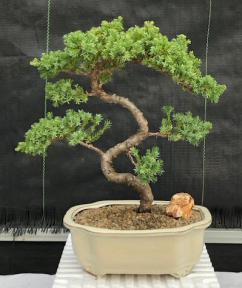 Juniper Bonsai Tree - Trained <br><i>(juniper procumbens nana)</i>