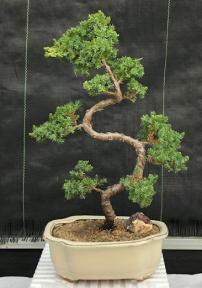 Juniper Bonsai Tree - Trained <br><i>(juniper procumbens nana)</i>