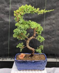 Juniper Bonsai Tree - Trained <br><i>(juniper procumbens nana)</i>