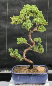 Juniper Bonsai Tree - Trained <br><i>(juniper procumbens nana)</i>