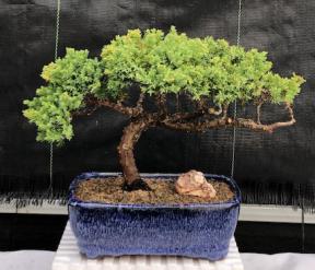 Juniper Bonsai Tree - Trained <br><i>(juniper procumbens nana)</i>