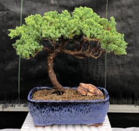 Juniper Bonsai Tree - Trained <br><i>(juniper procumbens nana)</i>