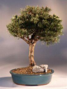Scots Pine Bonsai Tree<br><i>(pinus sylvestris 'tabuliforme')</i>