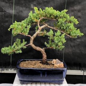 Juniper Bonsai Tree - Trained <br><i>(juniper procumbens nana)</i>