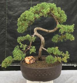 Juniper Bonsai Tree - Trained <br><i>(juniper procumbens nana)</i>