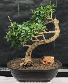 Flowering Fukien Tea Bonsai Tree<br>Curved Trunk<br><i>(ehretia microphylla)</i>
