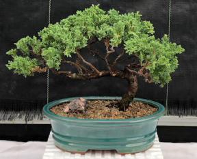 Juniper Bonsai Tree - Trained <br><i>(juniper procumbens nana)</i>