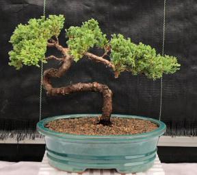 Juniper Bonsai Tree - Trained <br><i>(juniper procumbens nana)</i>