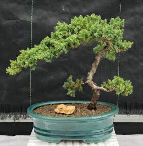 Juniper Bonsai Tree - Trained <br><i>(juniper procumbens nana)</i>