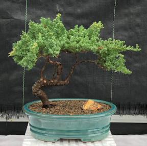 Juniper Bonsai Tree - Trained <br><i>(juniper procumbens nana)</i>