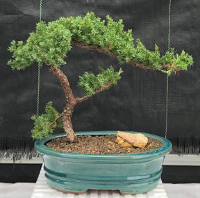 Juniper Bonsai Tree - Trained <br><i>(juniper procumbens nana)</i>