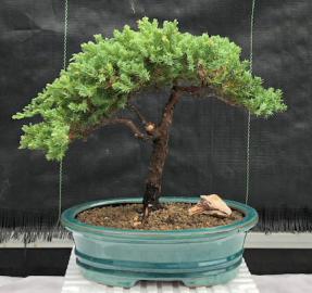 Juniper Bonsai Tree - Trained <br><i>(juniper procumbens nana)</i>