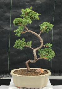 Juniper Bonsai Tree - Trained <br><i>(juniper procumbens nana)</i>