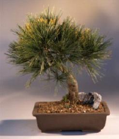 Scots Pine Bonsai Tree<br><i>(pinus sylvestris 'viridis')</i>