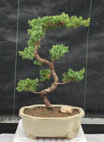 Juniper Bonsai Tree - Trained <br><i>(juniper procumbens nana)</i>