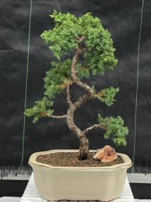 Juniper Bonsai Tree - Trained <br><i>(juniper procumbens nana)</i>