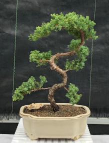 Juniper Bonsai Tree - Trained <br><i>(juniper procumbens nana)</i>