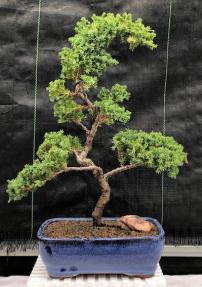 Juniper Bonsai Tree - Trained <br><i>(juniper procumbens nana)</i>