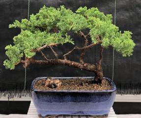 Juniper Bonsai Tree - Trained <br><i>(juniper procumbens nana)</i>