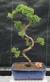 Juniper Bonsai Tree - Trained <br><i>(juniper procumbens nana)</i>