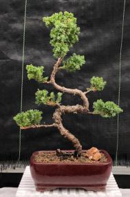 Juniper Bonsai Tree - Trained <br><i>(juniper procumbens nana)</i>