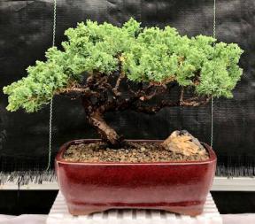 Juniper Bonsai Tree - Trained <br><i>(juniper procumbens nana)</i>