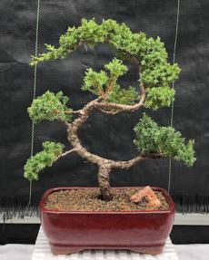 Juniper Bonsai Tree - Trained <br><i>(juniper procumbens nana)</i>