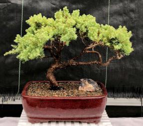 Juniper Bonsai Tree - Trained <br><i>(juniper procumbens nana)</i>