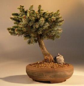 Sitka Spruce Bonsai Tree<br><i>(sitchensis tenas 'papoose')</i>