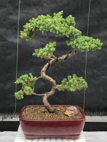 Juniper Bonsai Tree - Trained <br><i>(juniper procumbens nana)</i>