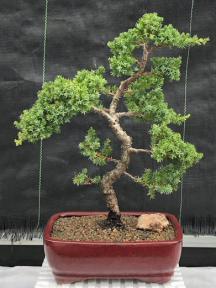 Juniper Bonsai Tree - Trained <br><i>(juniper procumbens nana)</i>