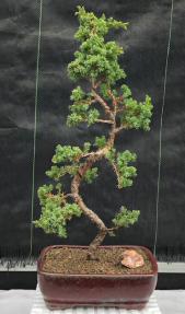 Juniper Bonsai Tree - Trained <br><i>(juniper procumbens nana)</i>