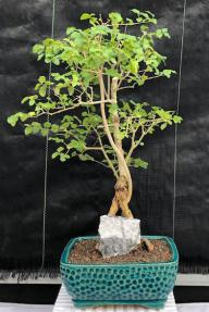 Flowering Ligustrum Bonsai Tree<br>Root Over Rock<br><i>(ligustrum lucidum)</i>
