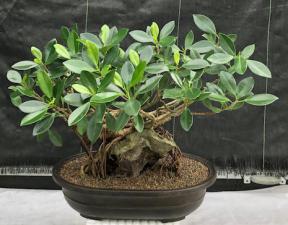 Green Island Ficus Bonsai Tree<br>Root Over Rock Style<br><i>(ficus microcarpa)</i>