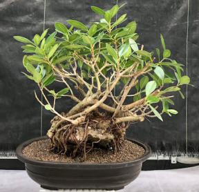 Green Island Ficus Bonsai Tree<br>Root Over Rock Style<br><i>(ficus microcarpa)</i>