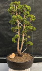 Hinoki Cypress Bonsai Tree - Pom-Pom Style<br><i>(chamecyparis obtusa 'Nana Gracilis')</i>
