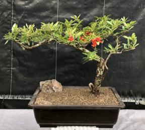 Flowering Pyracantha Bonsai Tree - Semi Cascade<br><i>(pyracantha 'mohave')</i>