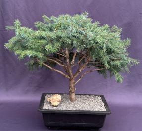Serbian Spruce Bonsai Tree<br><i>(Picea omorika ‘Nana’)</i>