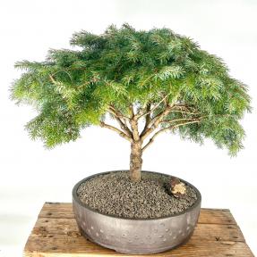 Serbian Spruce Bonsai Tree<br><i>(Picea omorika Nana)</i>