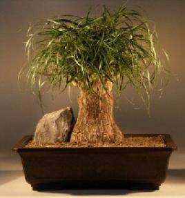 Pony Tail Palm Bonsai Tree<br><i>(beaucamea recurvata)</i>