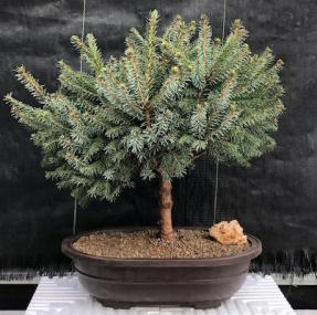 Serbian Spruce Bonsai Tree<br><i>(Picea omorika Nana)</i>