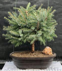 Serbian Spruce Bonsai Tree<br><i>(Picea omorika Nana)</i>