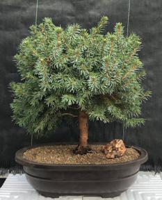 Serbian Spruce Bonsai Tree<br><i>(Picea omorika Nana)</i>