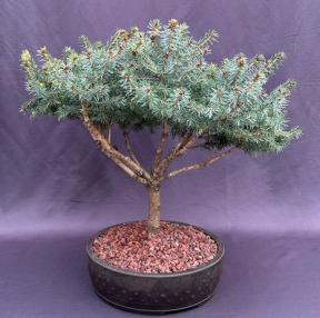 Serbian Spruce Bonsai Tree<br><i>(Picea omorika ‘Nana’)</i>