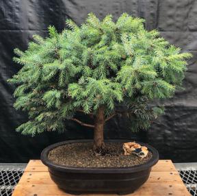 Serbian Spruce Bonsai Tree<br><i>(Picea omorika Nana)</i>