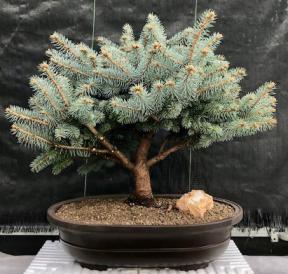 Globe Blue Spruce Bonsai Tree<br>(picea pungens 'Globosa')