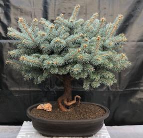 Globe Blue Spruce Bonsai Tree<br>(picea pungens 'Globosa')